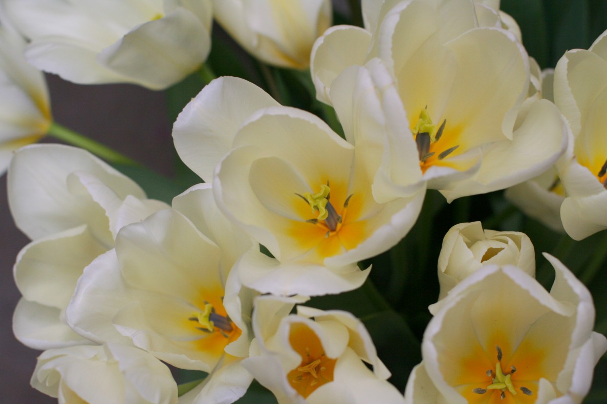 British flowers tulips spring
